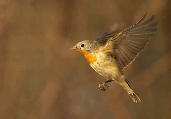红胸姬鹟的美丽飞翔