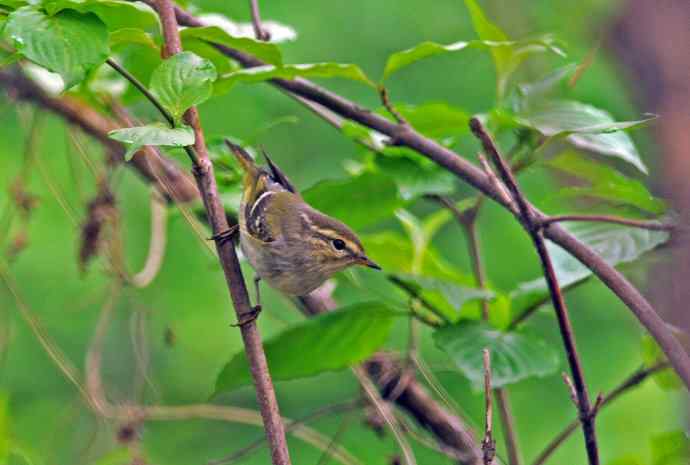 黄腰柳莺（1）