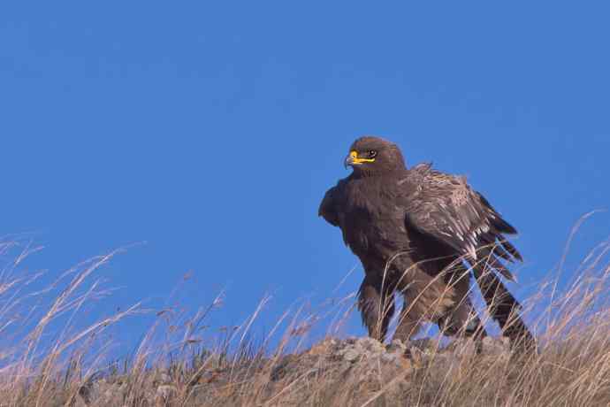 草原雕（摄于克什克腾）