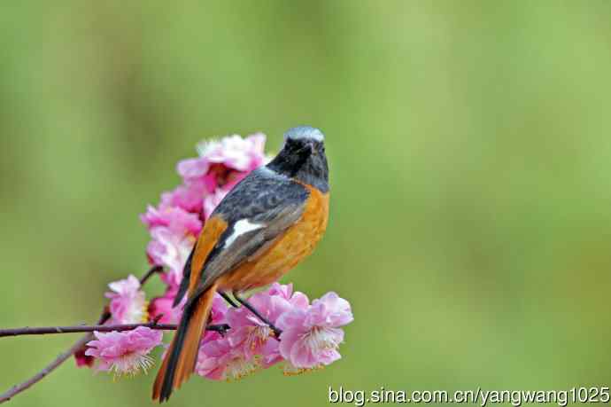 雄性北红尾鸲（26）