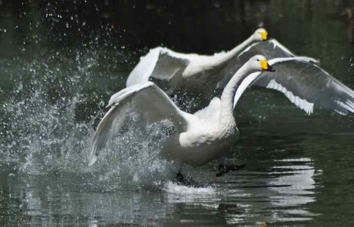 飞（白天鹅） wbr1