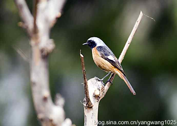 再拍北红尾鸲 再拍北红尾鸲