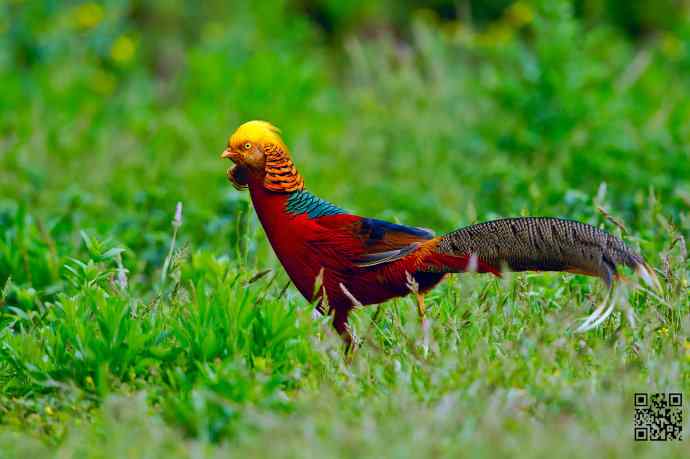四月拍的红腹锦鸡
