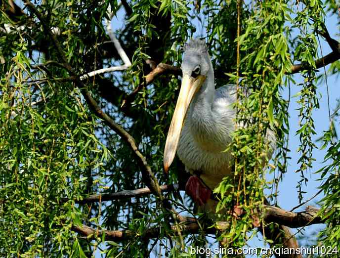 大鹈鹕上树.翠湖湿地 大鹈鹕上树.翠湖湿地