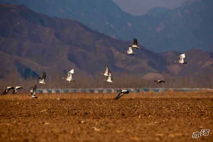 密云水库&nbsp;wbr路&nbsp;wbr大鸨、雉鸡和苍鹭