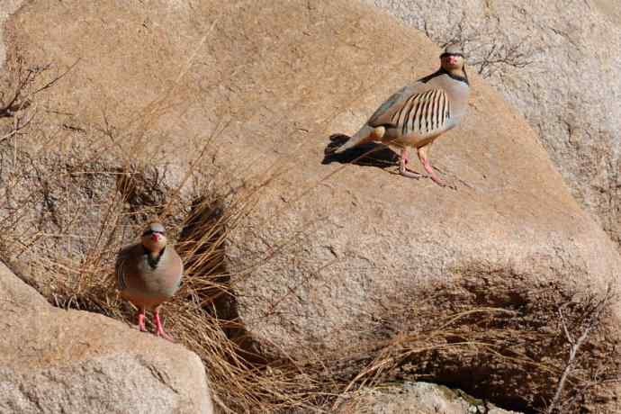 山岩上的石鸡★ 山岩上的石鸡★