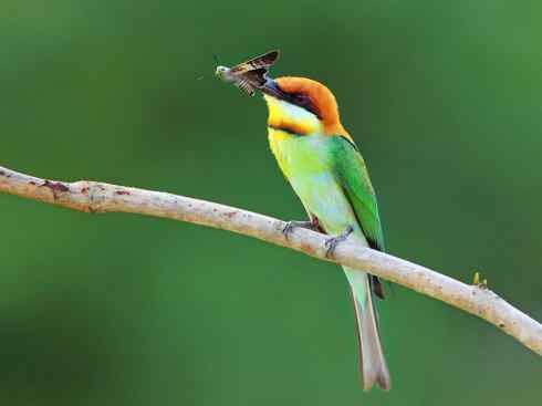 绝色攀禽：佛法僧目之蜂虎3