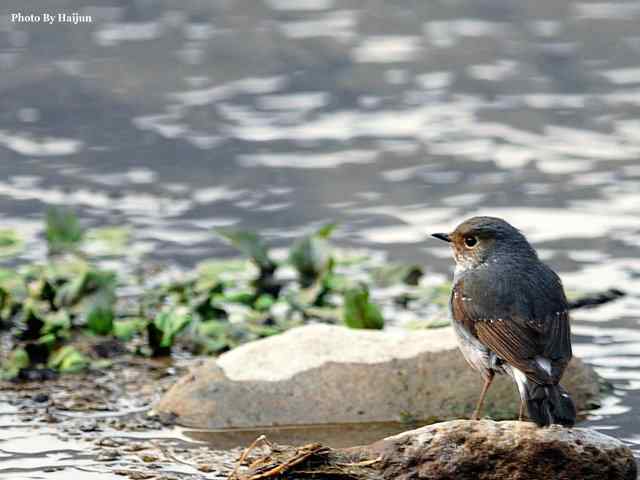 十渡的鸟儿看过来