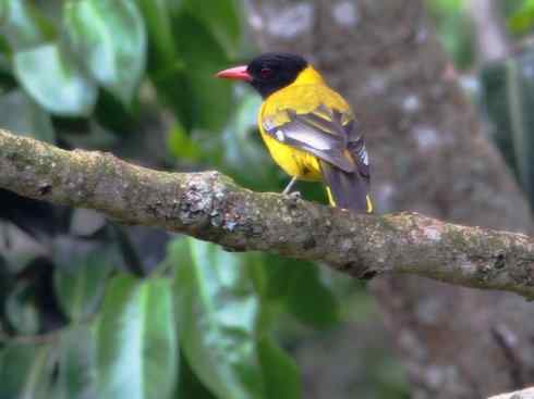 美丽无罪:雀鸟之朱鹂 美丽无罪:雀鸟之朱鹂