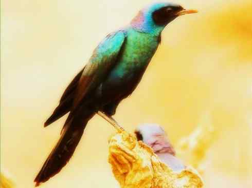 美丽无罪：雀鸟之辉椋鸟