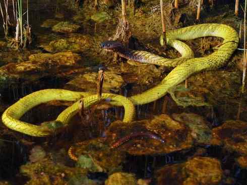 龙:传说的兽原型探秘(眼睛蛇类) 龙:传说的兽原型探秘(眼睛蛇类)