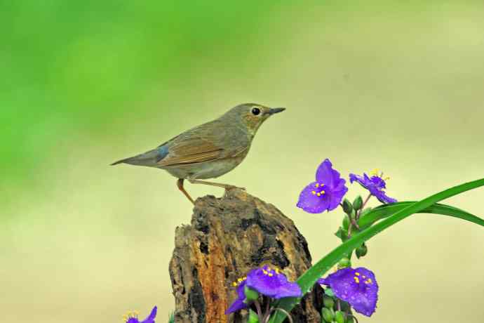 雌性蓝歌鸲与紫露草（2）