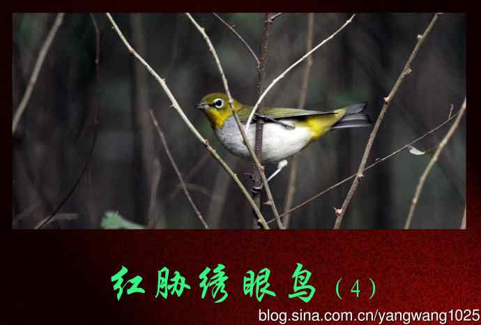 红胁绣眼鸟（4）