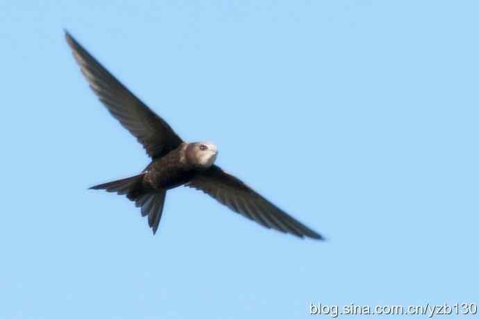 会飞的鱼鈥斺斅パ啵ㄗ橥迹7张图片）