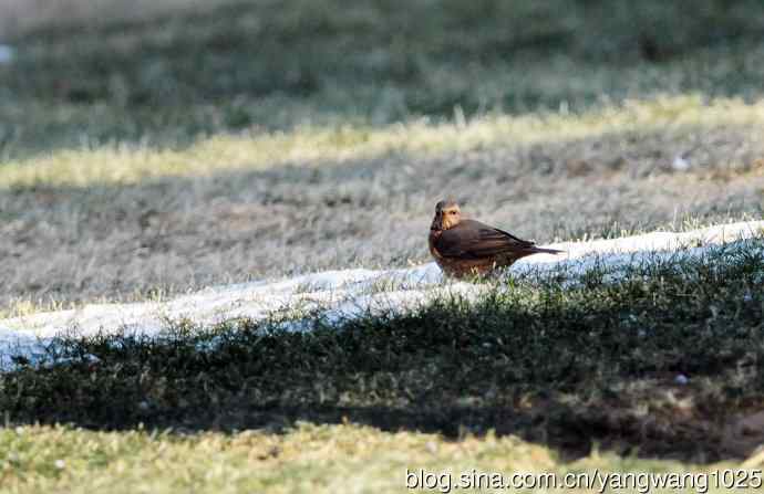 杂片（随走随拍）