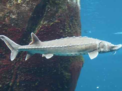 鱼类活化石：中华鲟