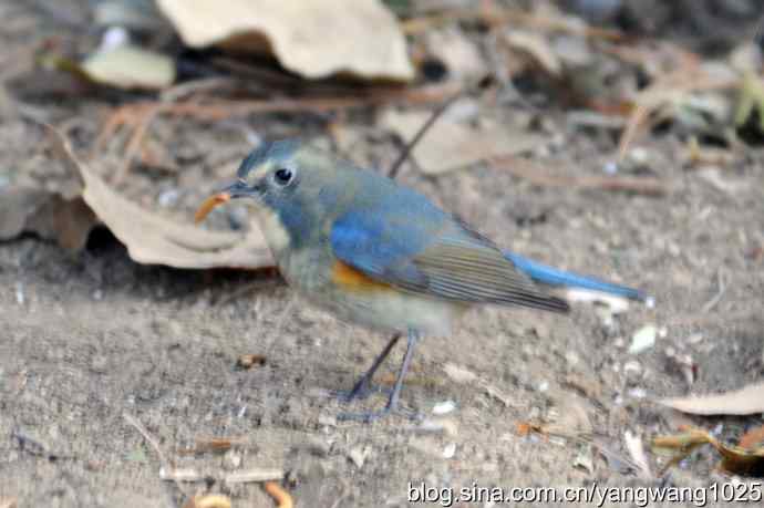 雄性红肋蓝尾鸲 wbr1