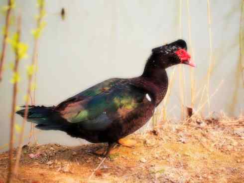 雁鸭之最之二 雁鸭之最之二