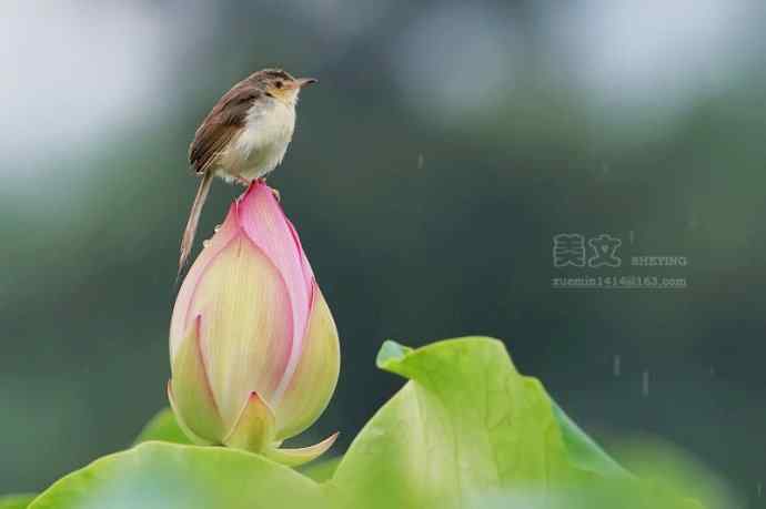 雨中荷花上的褐头鹪莺