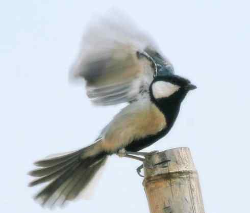 家禽驯化之源之二十六