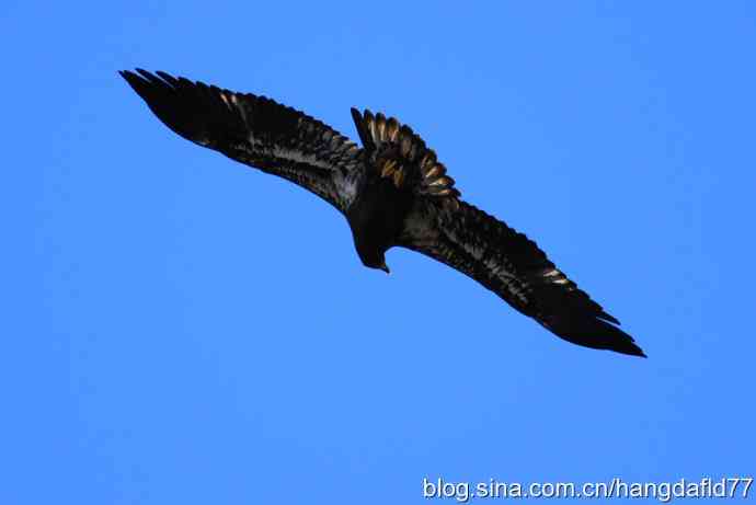 美国鸟类摄影——白头海雕亚成鸟