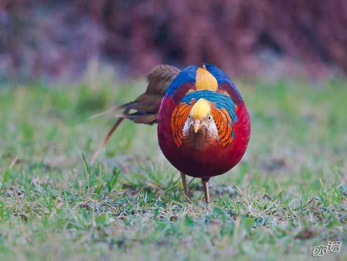 红腹锦鸡 wbr路 wbr有望当选为国鸟的鸟 红腹锦鸡 wbr路 wbr有望当选为国鸟的鸟