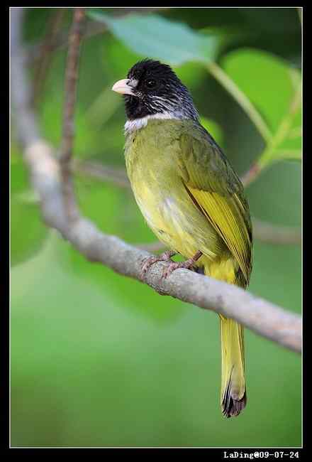 武汉观鸟会初级观鸟讲座[第14课]——华南农业大学观鸟