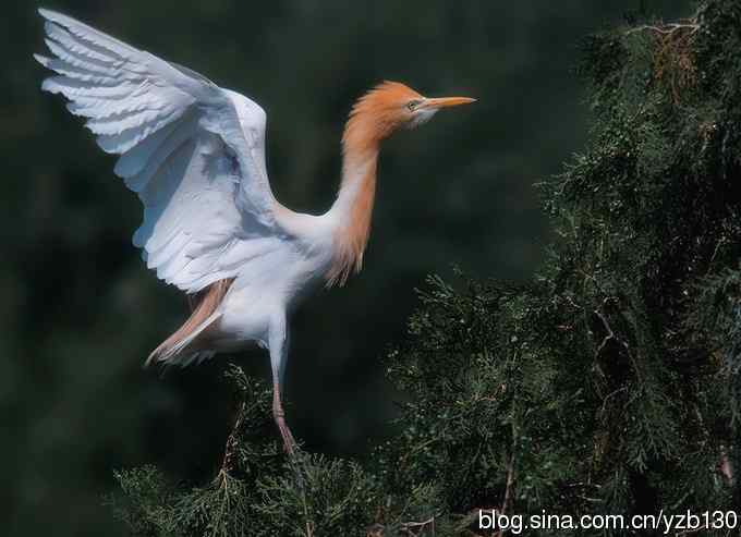 飞版牛背鹭集锦（组图，12张图片）