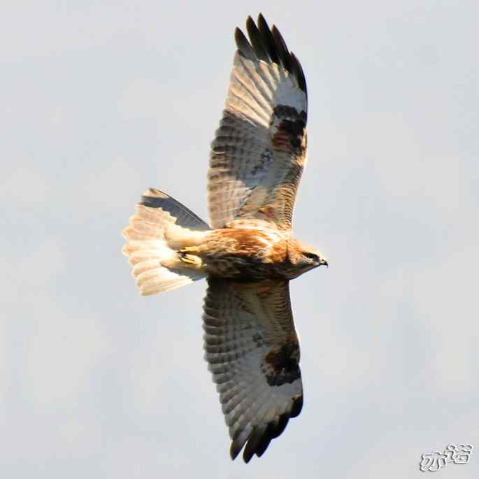 北京西山&nbsp;wbr路&nbsp;wbr灰脸鵟鹰