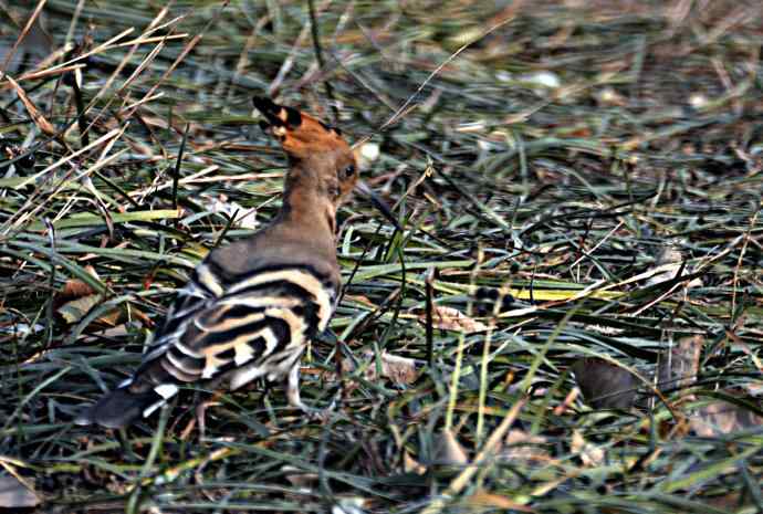 戴胜 wbr2 戴胜 wbr2