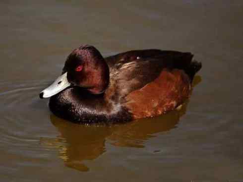 欣赏：美丽的潜鸭