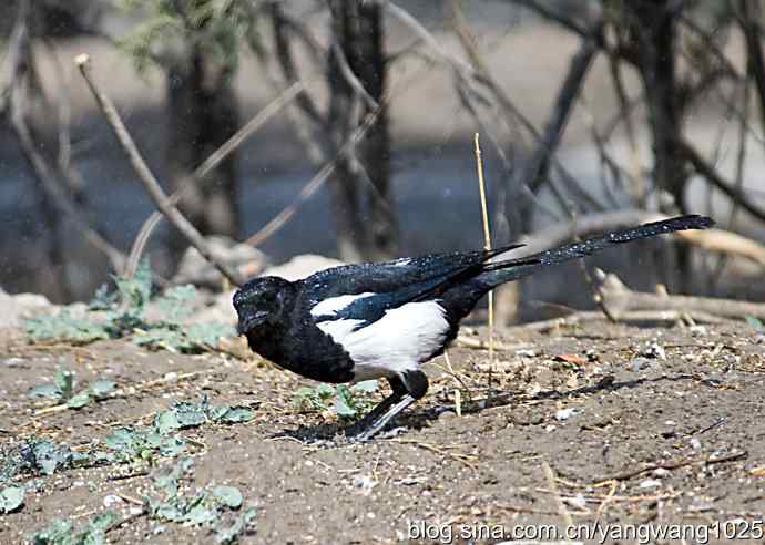 舒适的淋浴（花喜鹊）