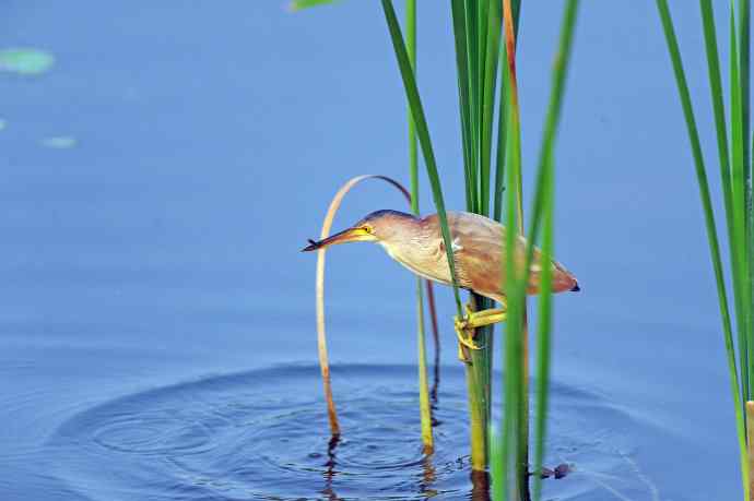 捕鱼的黄苇鳽（3）