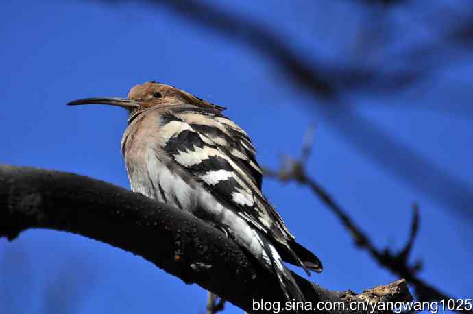 天坛公园又遇戴胜(餐后休息) 天坛公园又遇戴胜(餐后休息)