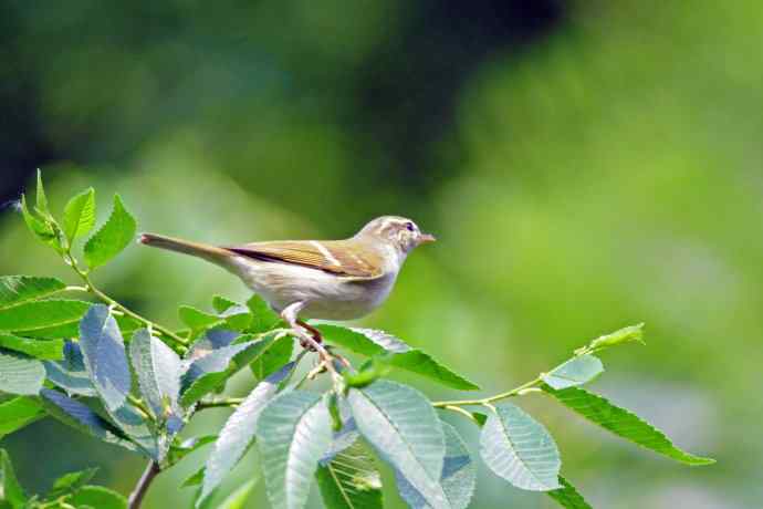 极北柳莺(3) 极北柳莺(3)