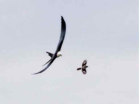 白头鸟系列：另类的美丽（燕尾鸢）