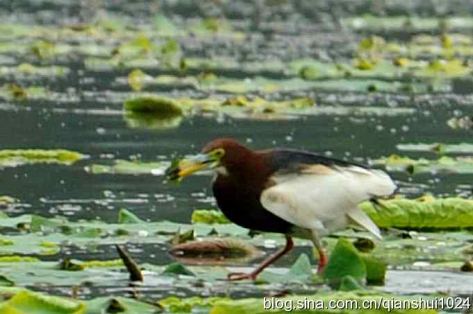 池鹭荷塘走秀(圆明园)*