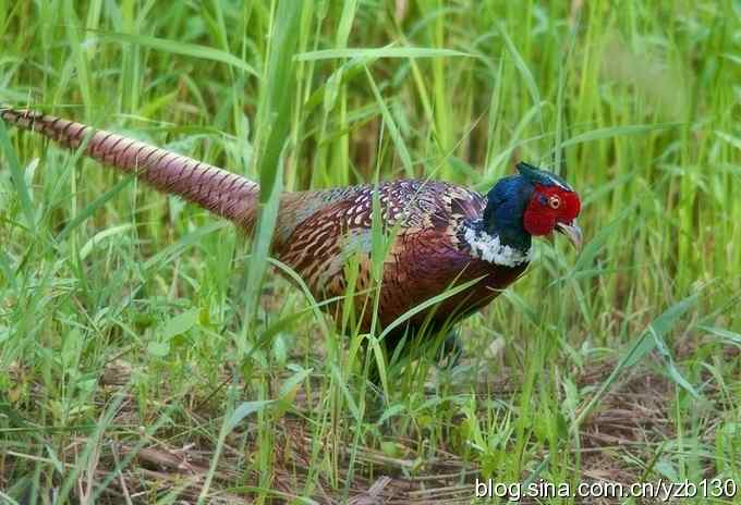 闲庭信步环颈稚（组图，21张图片）