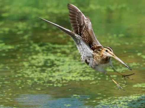 自然奇观：动物大迁徙(涉禽)