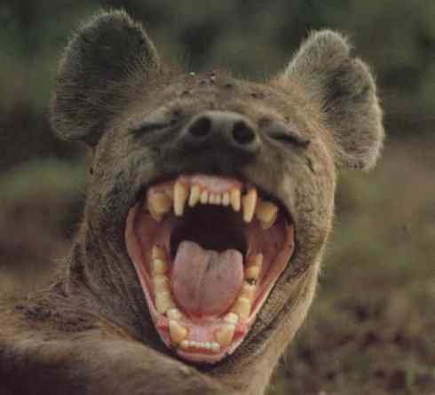 狈：传说的兽原型探秘（鬣狗）