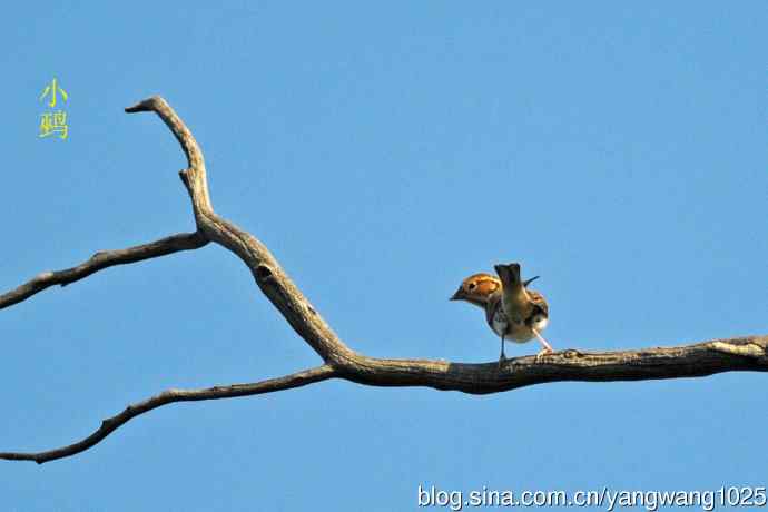 杂片（雌性红喉歌鸲与小鹀）