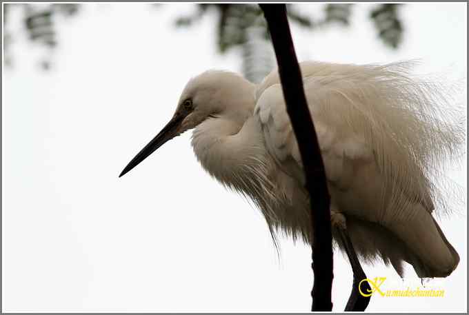 今年冬天的鸟儿有点少【照片】
