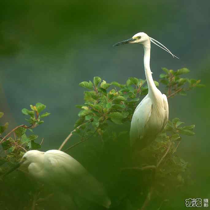 小白鹭与小夜鹭 小白鹭与小夜鹭