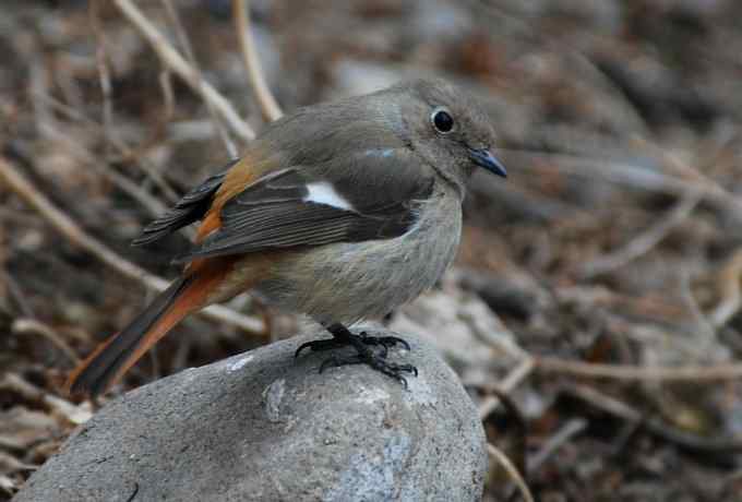 快乐打鸟 wbr wbr呼呼捏丫