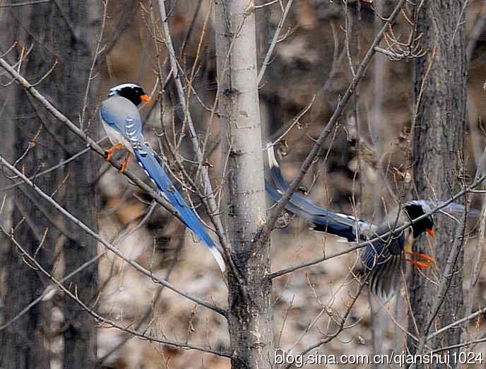 晒鸟儿红嘴蓝鹊和鹮嘴鹬