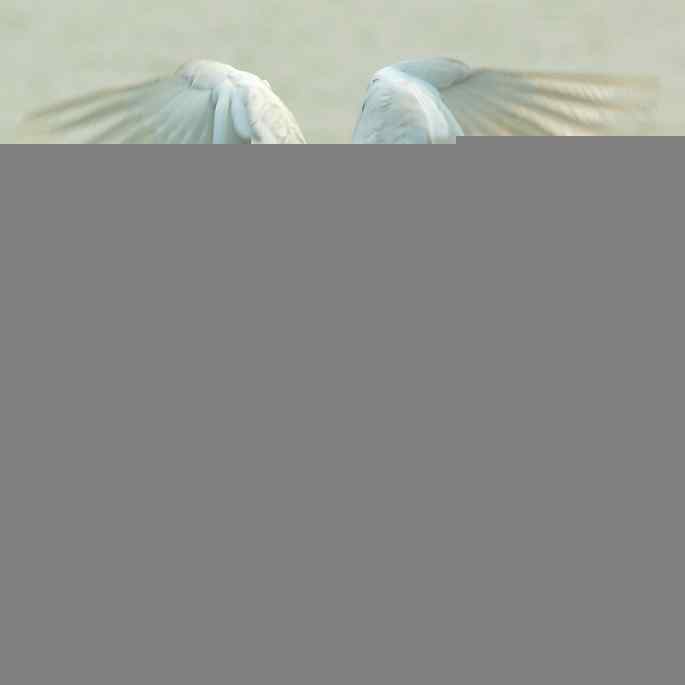 白鹭捕红鱼 白鹭捕红鱼