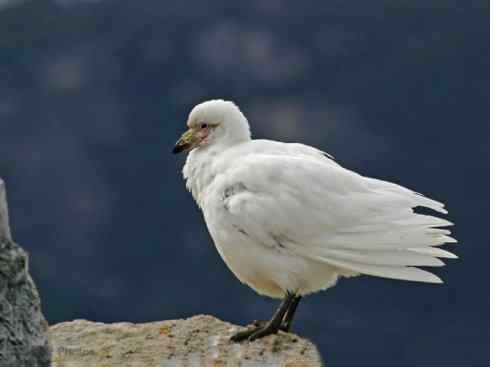 奇特的盔：白鞘嘴鸥