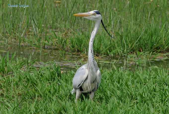 十渡的黑鹳和苍鹭