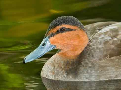 欣赏：美丽的钻水鸭2