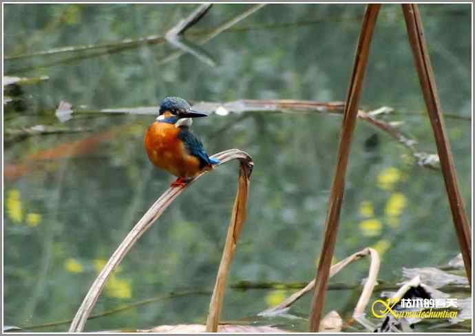 印象翠鸟【照片】